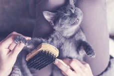 chat gris