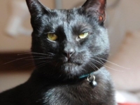 Mr Biggles