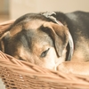 La grossesse nerveuse chez la chienne